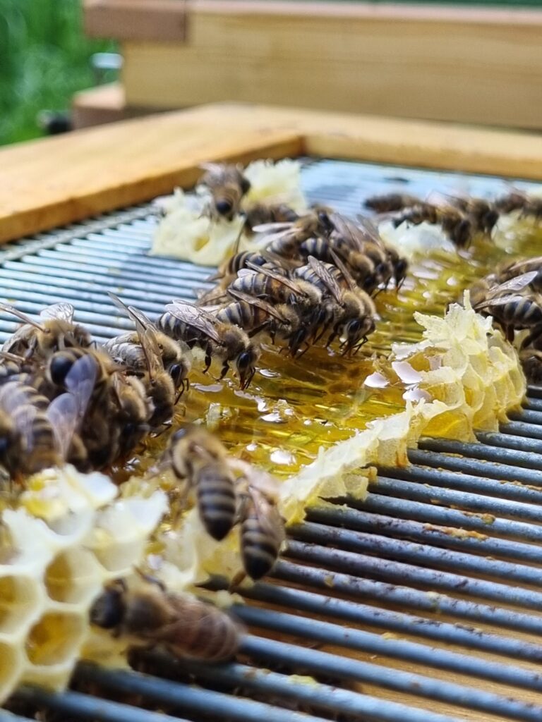 Bier som drikker honning fra Finbi.no sitt bigård på hauketo i Oslo